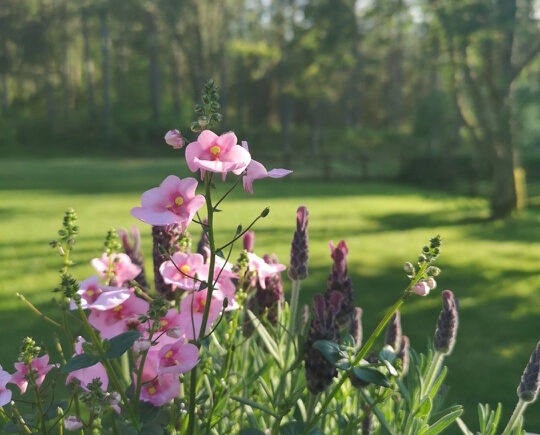 cropped-InnoNet-Sommar-2021-1.jpg